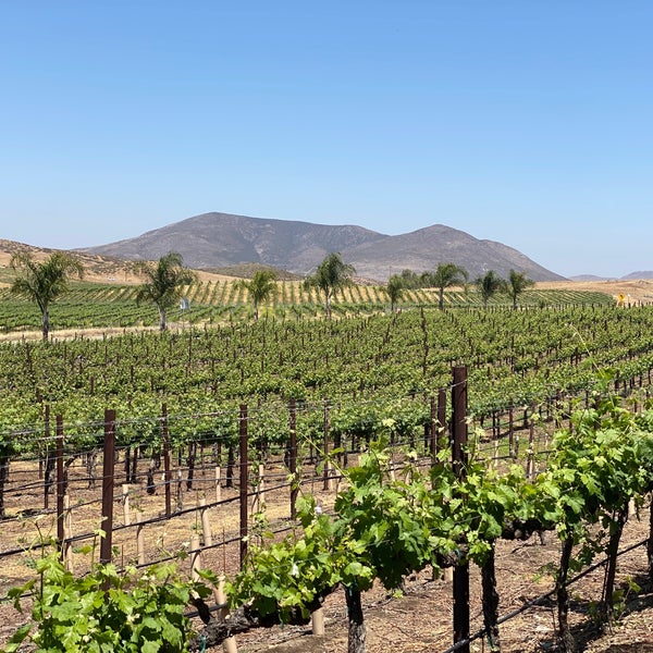 view of the vineyards