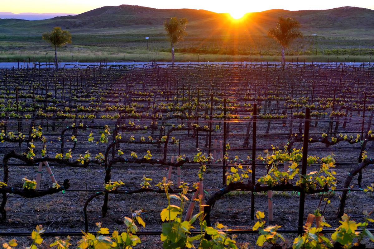 Vineyard at sunset