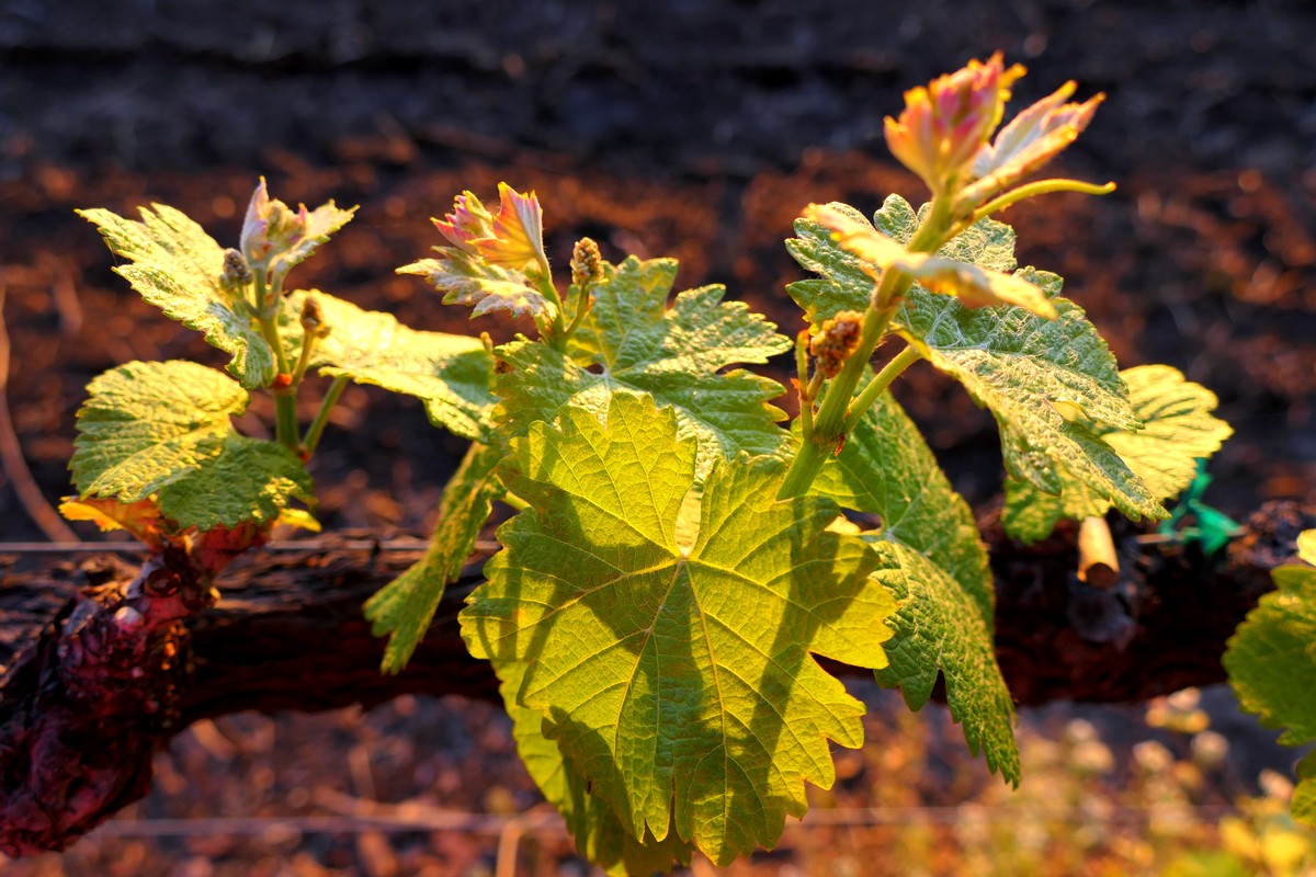 Vines