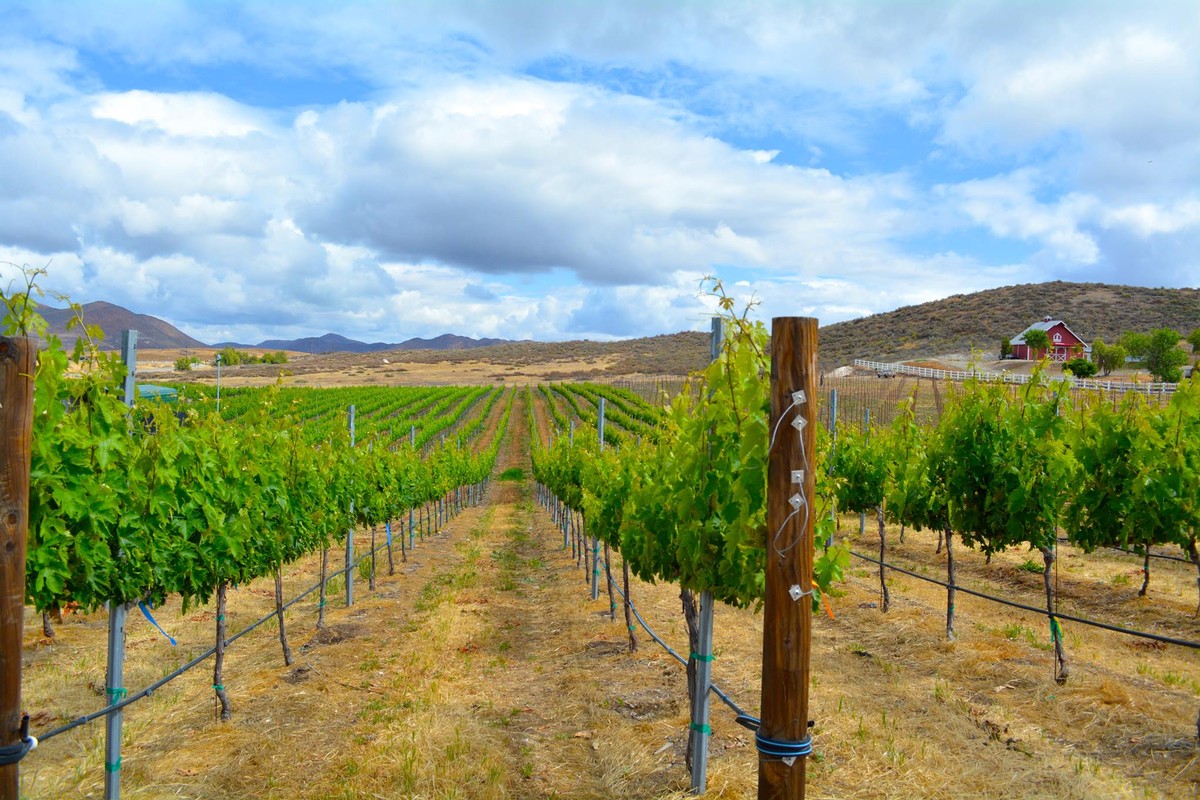 Vineyards