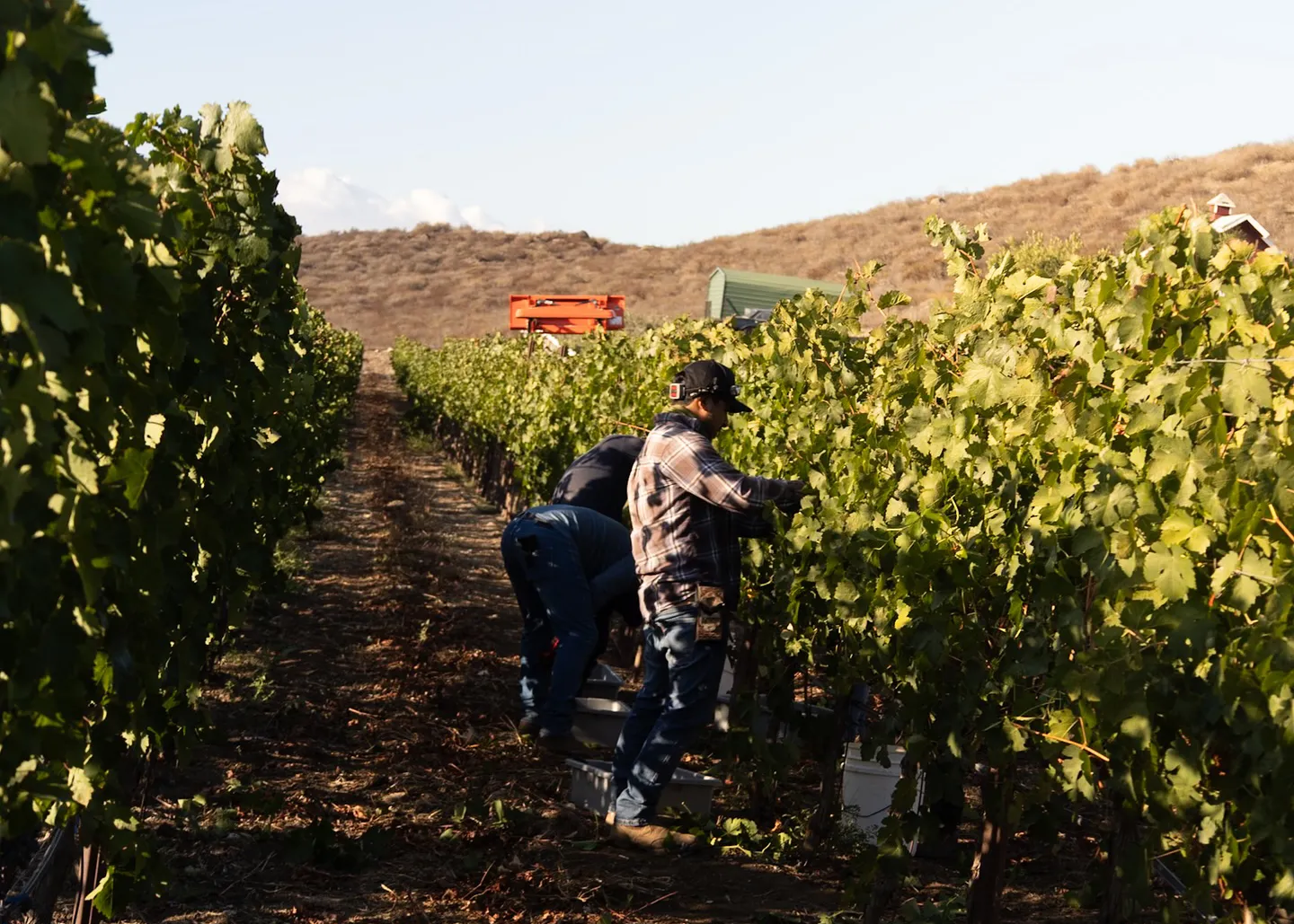 Chapin Family Vineyard